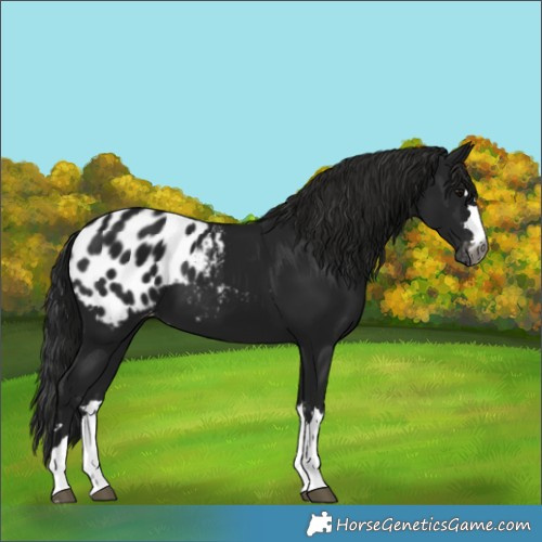 Horse Color:Gray Black Blanket
