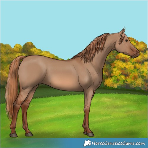 Horse Color:Red Dun 