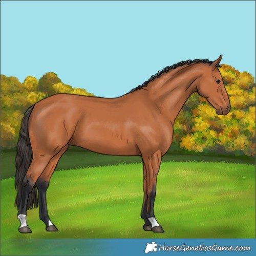 Horse Color:Bay 