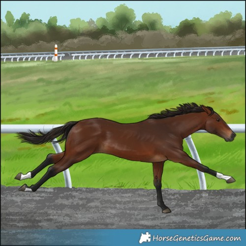 Horse Color:Gray Bay
