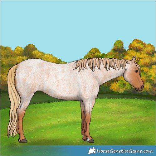 Horse Color:Red Roan 