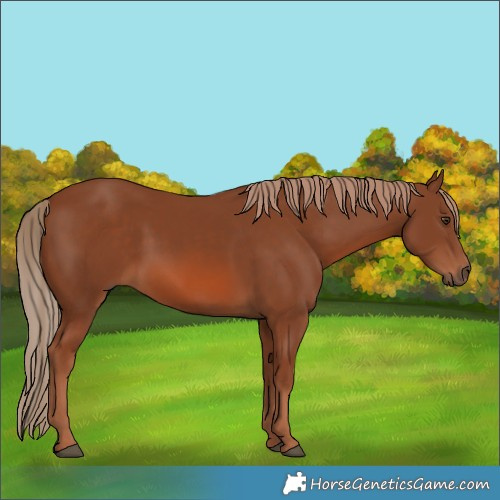 Horse Color:Chestnut 