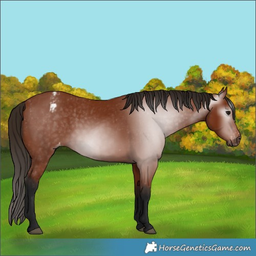 Horse Color:Gray Bay Appaloosa