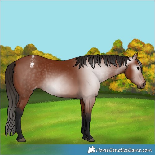 Horse Color:Gray Bay Varnish