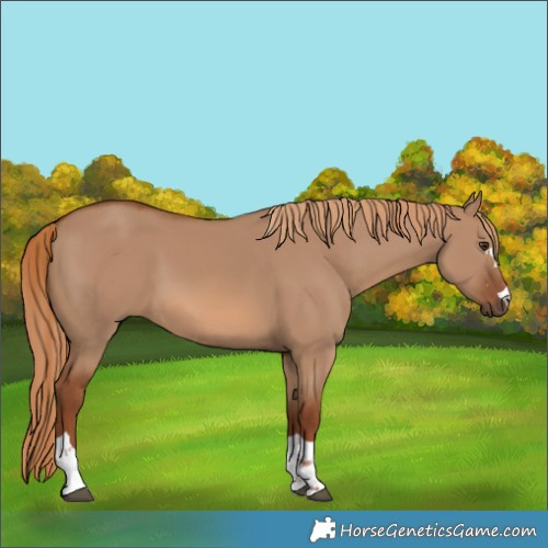 Horse Color:Red Dun 