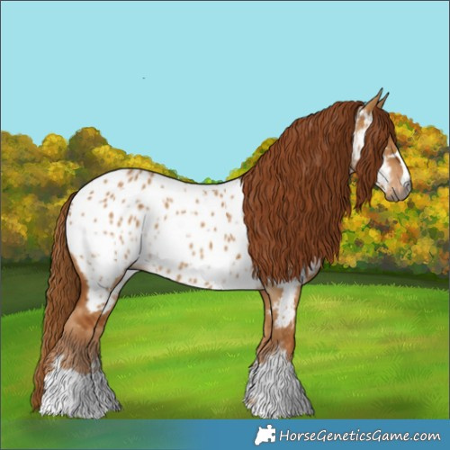 Horse Color:Gray Red Dun Near Leopard 