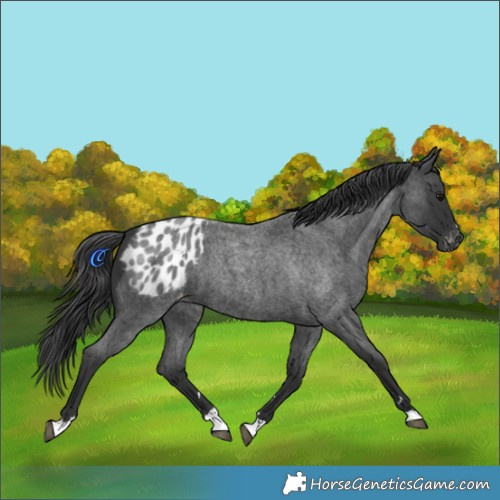 Horse Color:Blue Roan Blanket
