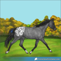 Horse Color:Blue Roan Blanket