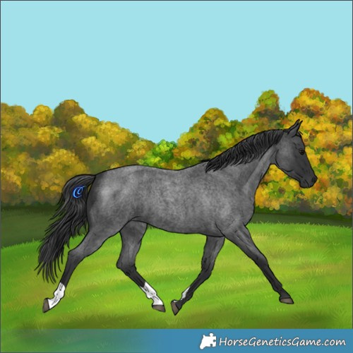 Horse Color:Blue Roan