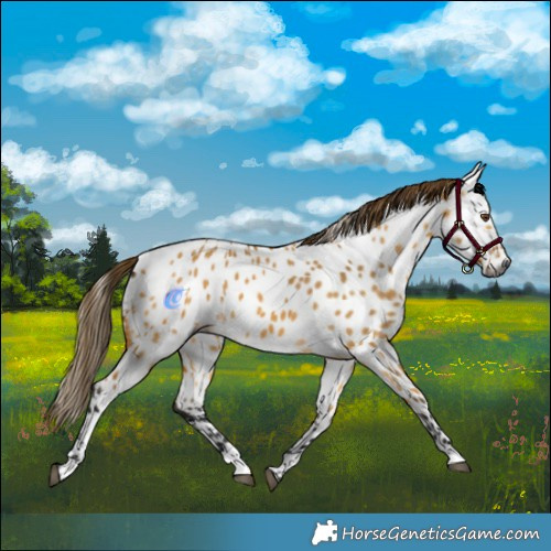 Horse Color:Gray Buckskin Dun Appaloosa 