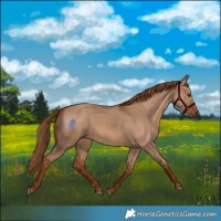 Horse Color:Red Dun 