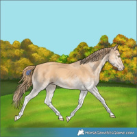 Horse Color:White Spotted Gold Champagne 