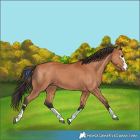 Horse Color:Bay 
