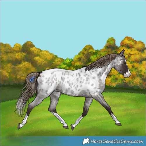 Horse Color:Liver Red Roan Splash Appaloosa 