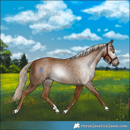 Horse Color:Gray Palomino
