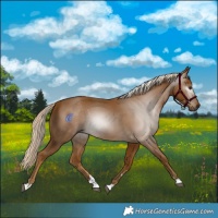 Horse Color:Gray Palomino 
