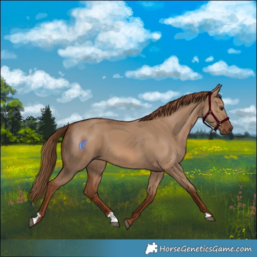 Horse Color:Red Dun