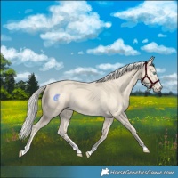 Horse Color:Cremello