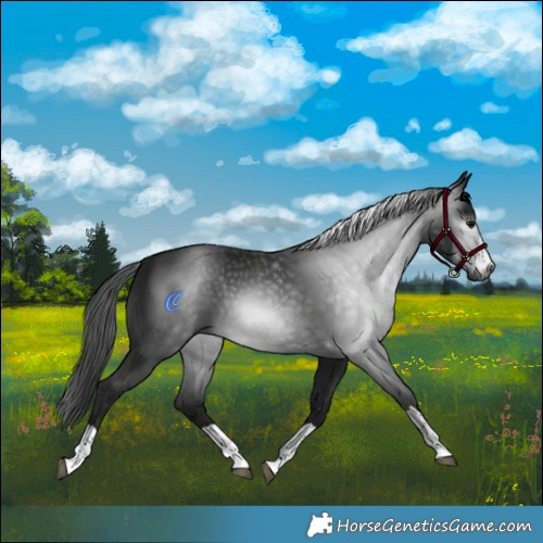 Horse Color:Gray Black