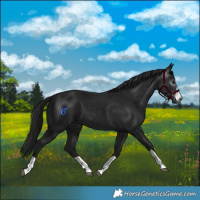 Horse Color:Gray Black 