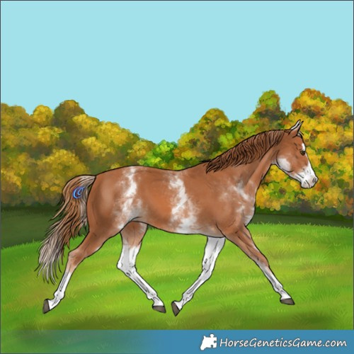 Horse Color:White Spotted Chestnut Splash 