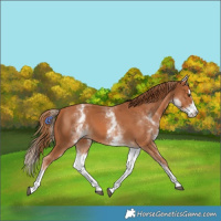 Horse Color:White Spotted Chestnut Splash 