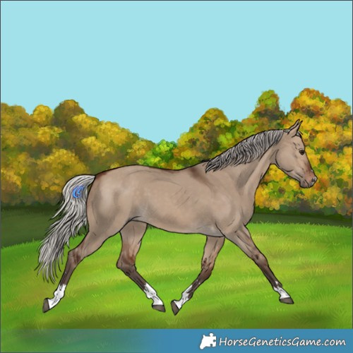 Horse Color:Silver Brown Dun