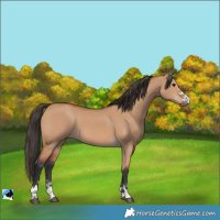 Horse Color:Bay Dun 