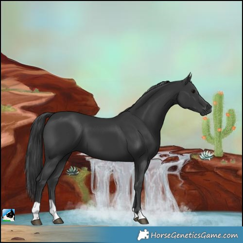 Horse Color:Black 