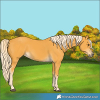 Horse Color:Palomino 