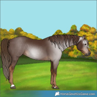 Horse Color:Gray Chestnut 