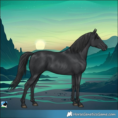 Horse Color:Black 
