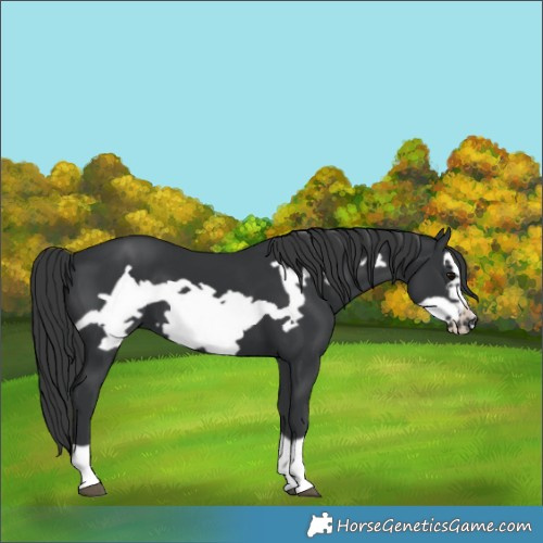 Horse Color:Black Frame 