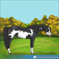 Horse Color:Black Frame
