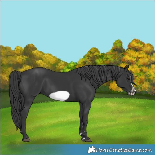 Horse Color:Black Frame 