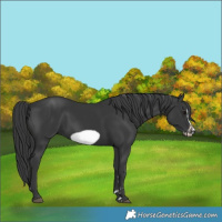 Horse Color:Black Frame