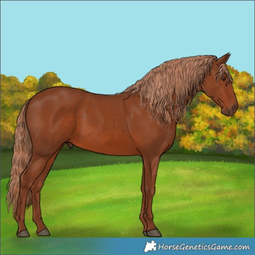 Horse Color:Chestnut 