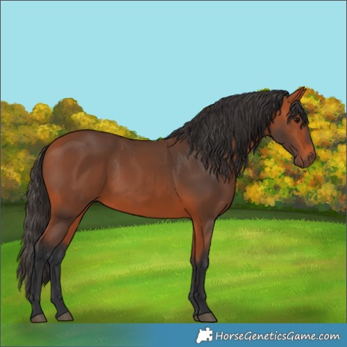 Horse Color:Bay 