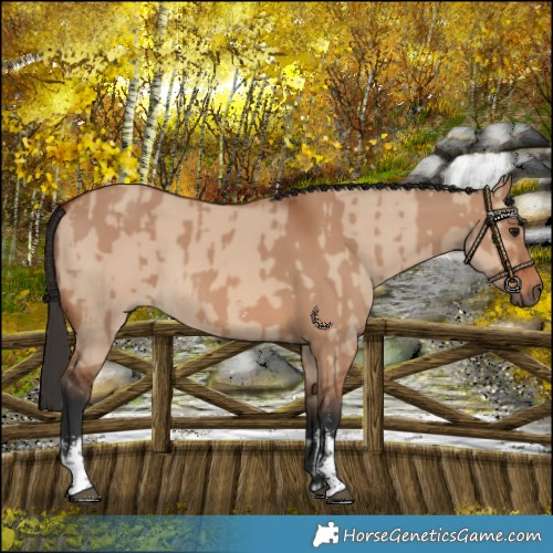 Horse Color:Bay Dun Sabino Rabicano and Bay Dun Sabino Rabicano