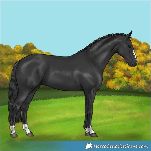 Horse Color:Black 