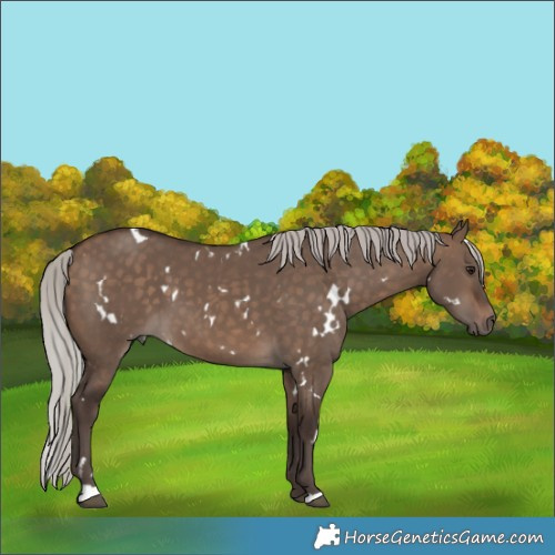 Horse Color:White Spotted Silver Brown Dun 