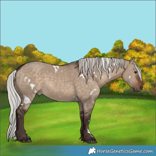 Horse Color:White Spotted Silver Brown Dun 