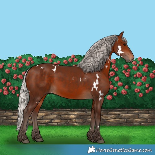 Horse Color:White Spotted Silver Bay