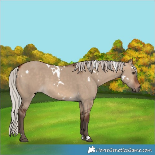 Horse Color:White Spotted Silver Bay Dun