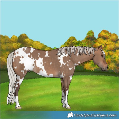 Horse Color:White Spotted Silver Bay Dun