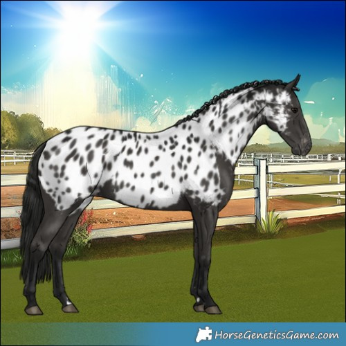 Horse Color:Gray Black Appaloosa 