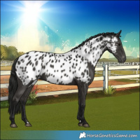 Horse Color:Gray Black Near Leopard 