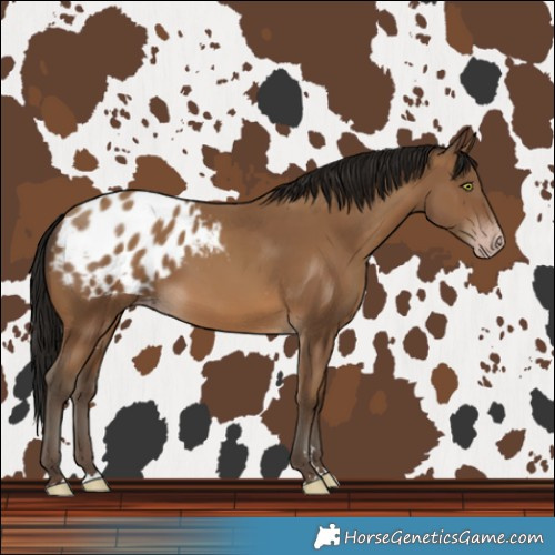 Horse Color:Gray Amber Champagne Blanket 