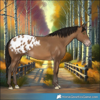 Horse Color:Gray Amber Champagne Blanket 
