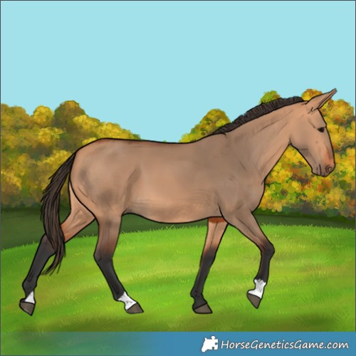 Horse Color:Bay Dun